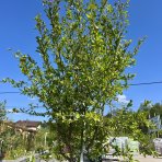Granátovník púnsky (Punica Granatum) ´MOLLAR DE ELCHE´ - výška 200-250 cm, obvod kmeňa 10/12 cm, kont. C35L (-16°C)